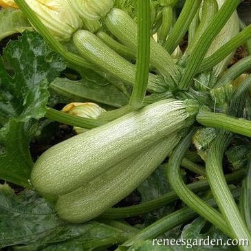 Zucchini Ortolana di Faenza - Renee's Garden Seeds