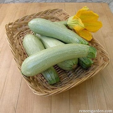 Zucchini Ortolana di Faenza - Renee's Garden Seeds