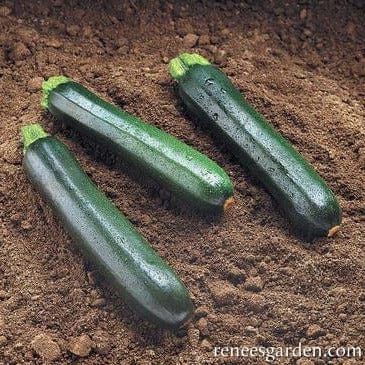 Zucchini Raven - Renee's Garden Seeds