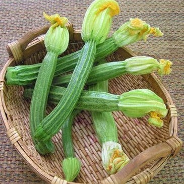 Zucchini Romanesco - Renee's Garden Seeds