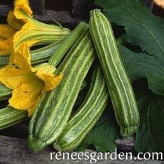 Zucchini Romanesco - Renee's Garden Seeds