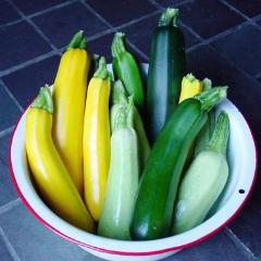 Zucchini Tricolour - Renee's Garden