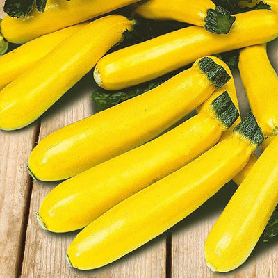 Zucchini Yellow - Mr. Fothergill's Seeds Footprint Products